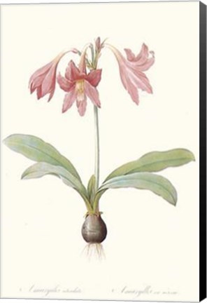 Framed Amaryllis Reticulata Print