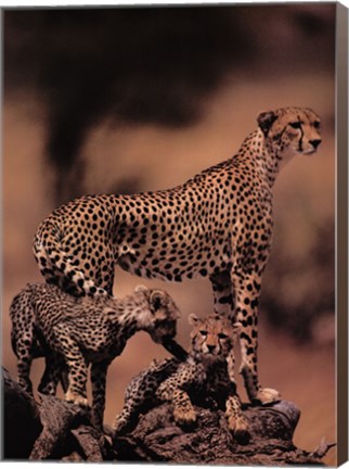 Framed African Cheetah Print