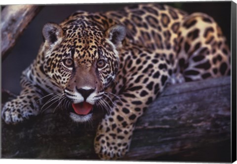 Framed Jaguar Print