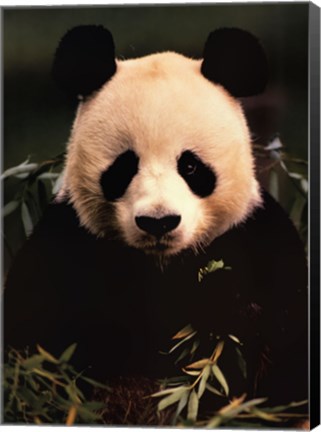 Framed Giant Panda Feeding on Bamboo Print