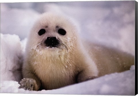 Framed Harp Seal Pup Print
