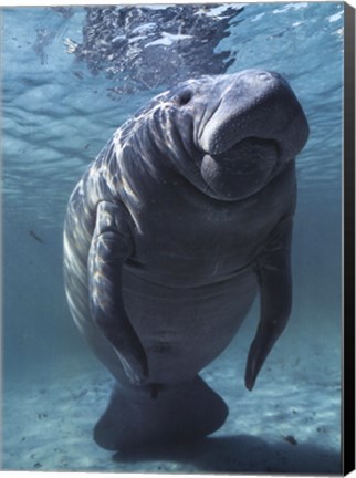 Framed West indian Manatee Print