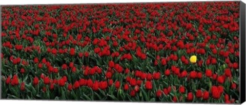 Framed Daybreak Print