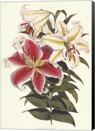 Framed Parkman's Lily Print