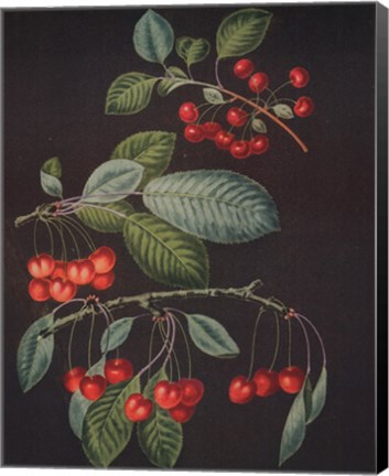 Framed Cherries (A) Print