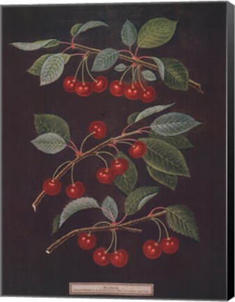 Framed Cherries (B) Print
