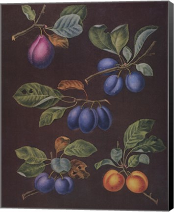 Framed Plums (A) Print