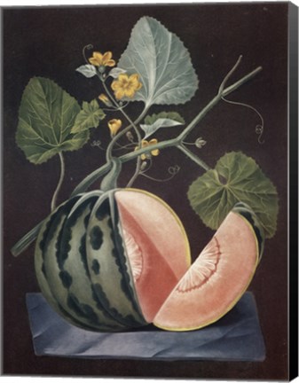 Framed Polinac Melon Print