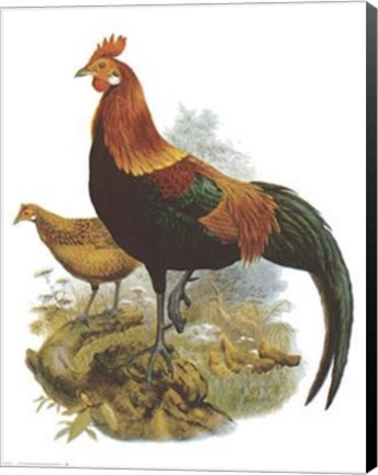 Framed Rooster II Print