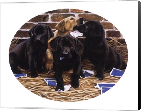 Framed Card Sharps Print