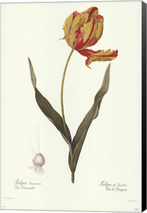 Framed Tulipa Gesneria (A) Print