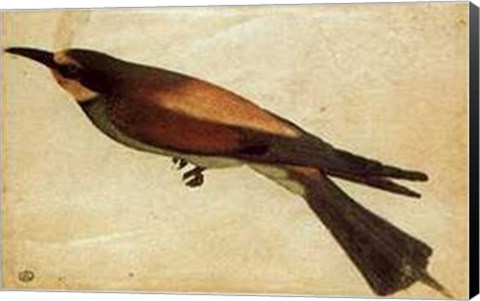 Framed Gruccione Print