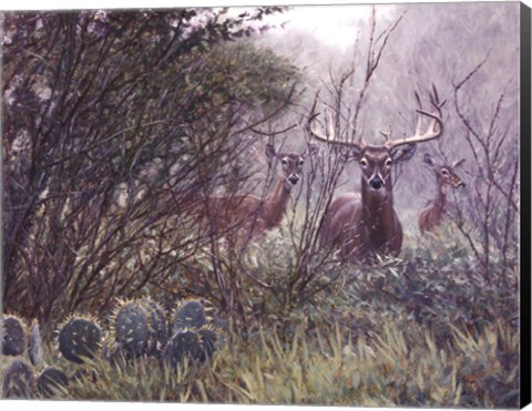 Framed Lone Star Whitetail Print