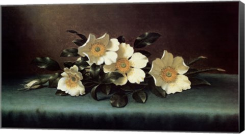 Framed Four Cherokee Roses Print