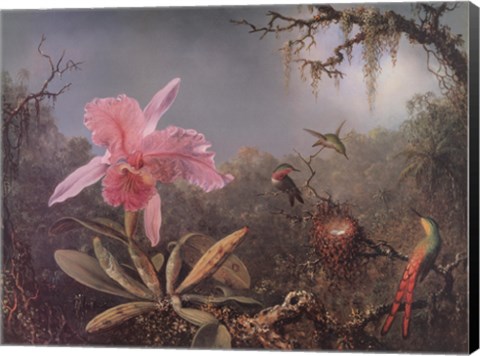 Framed Cattleya Orchid and Three Brazilian Hummingbirds Print