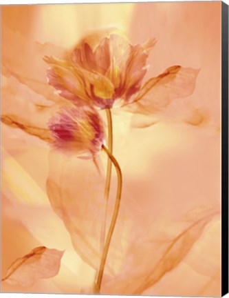 Framed Transparence VII Print