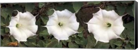 Framed Jimson Weed Print