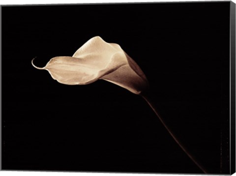 Framed Calla Lily Print