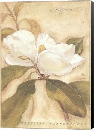 Framed Magnolia Print
