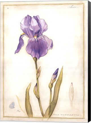 Framed Purple Iris I Print