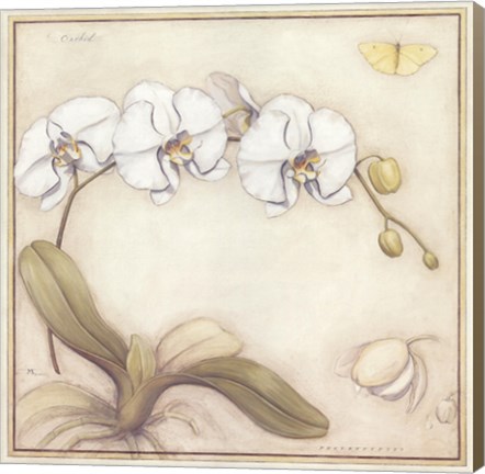 Framed White Orchid Print