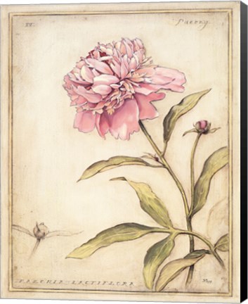 Framed Peony IV Print