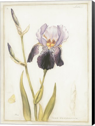 Framed Purple Iris with Beard I Print