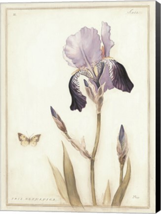 Framed Purple Iris with Beard II Print