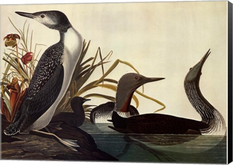 Framed Red Throated Diver Print