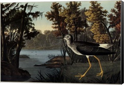 Framed Yellow Shank Print