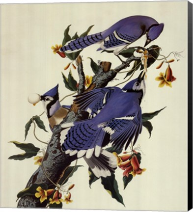 Framed Blue Jay Print