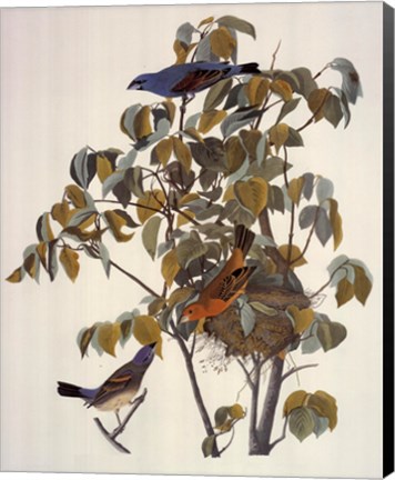 Framed Blue Grosbeak Print
