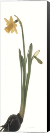 Framed Daffodil Print