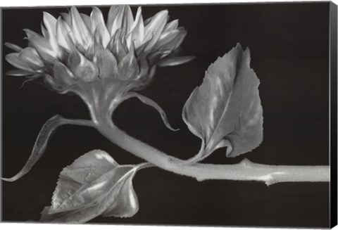 Framed Sunleaf Print