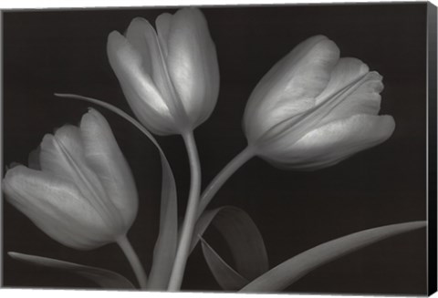 Framed Tulips Print