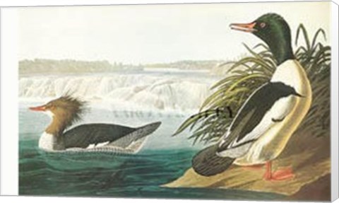 Framed Goosander Print