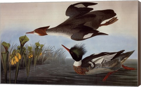 Framed Red Breasted Merganser Print