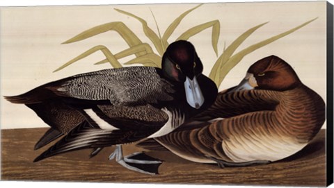 Framed Scaup Duck Print