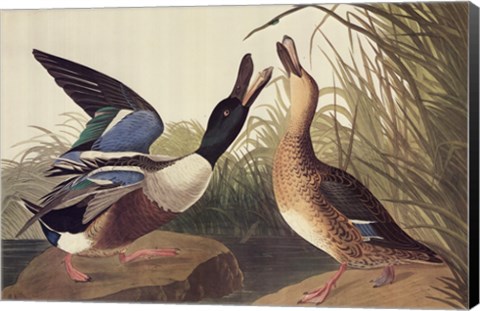 Framed Shoveller Duck Print