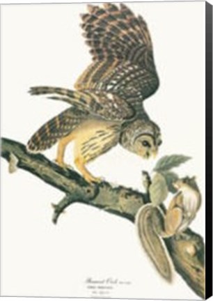 Framed Barred Owl Print