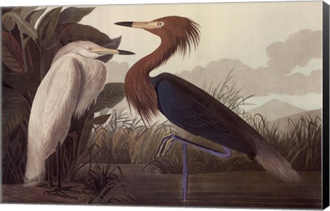 Framed Purple Heron Print