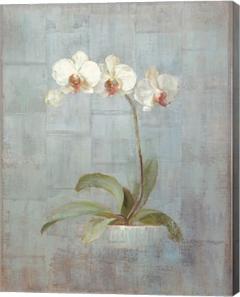 Framed Elegant Orchids II Print