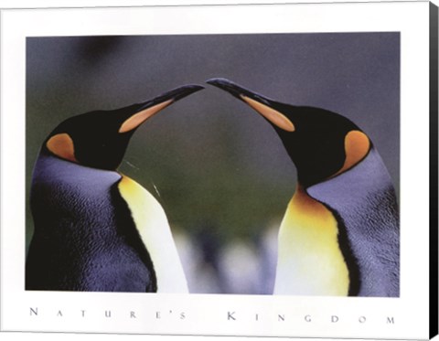 Framed King Penguins Print