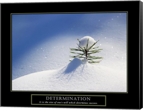 Framed Determination - Little Pine Print
