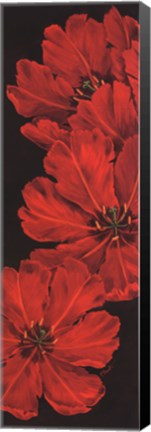 Framed Bella Grande Tulips Print