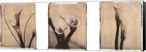 Framed Lilies Print