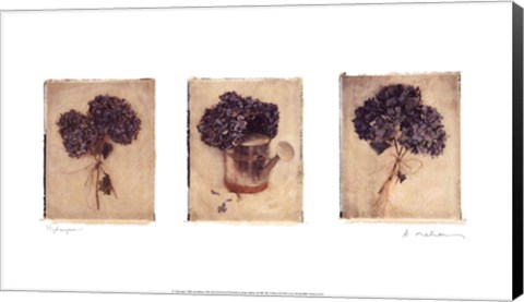 Framed Hydrangeas Print
