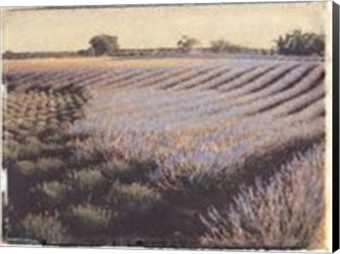 Framed Lavender Field Print
