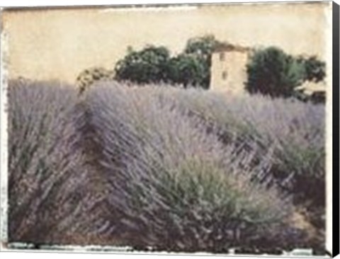 Framed Lavender Print