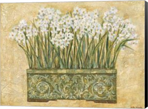 Framed White Narcissus Print